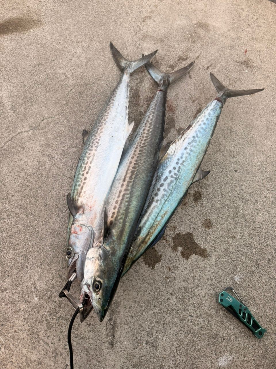 SHIMANO 21コルトスナイパーBB S96Mの最安値・インプレ・釣果 | 本音の