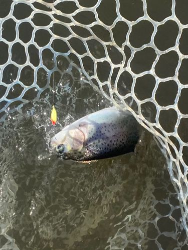 フィッシングエリアJ