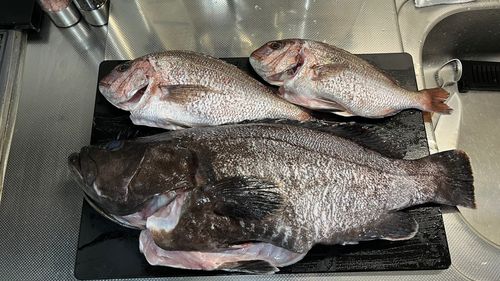 タイの釣果