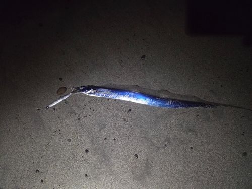 タチウオの釣果