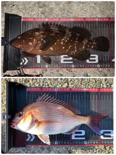 キジハタの釣果