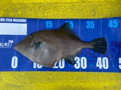 ウマヅラハギの釣果