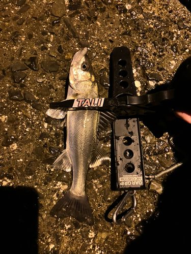 セイゴ（マルスズキ）の釣果