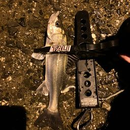 セイゴ（マルスズキ）