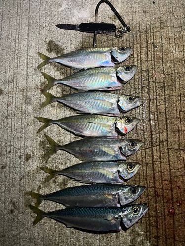 マアジの釣果