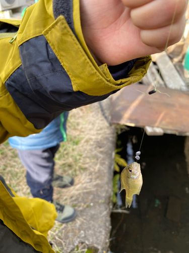 ブルーギルの釣果