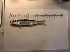 ウルメイワシの釣果