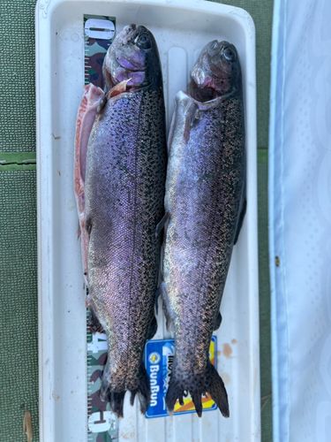 ニジマスの釣果