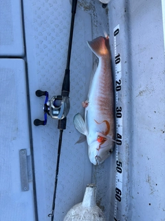 シロアマダイの釣果