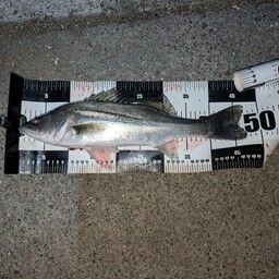 セイゴ（マルスズキ）