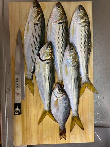 大黒海づり施設