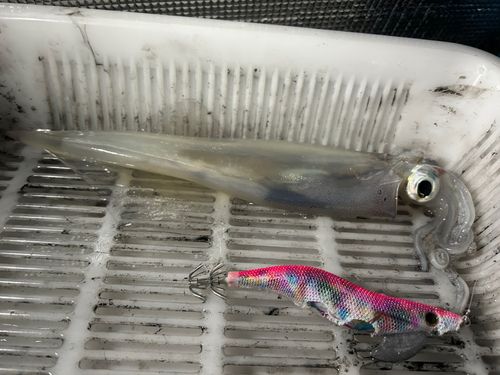 ヤリイカの釣果