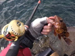 アラカブの釣果