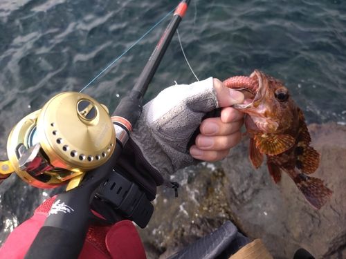 アラカブの釣果