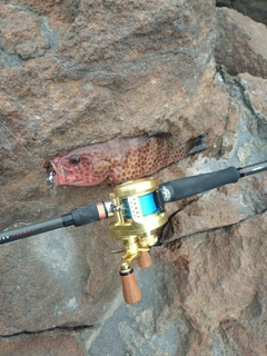 オオモンハタの釣果