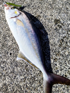 カンパチの釣果