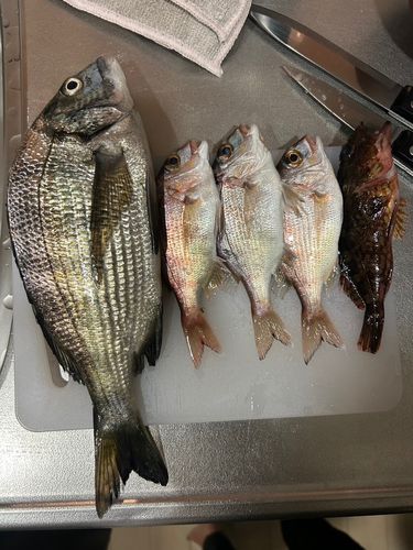 クロダイの釣果