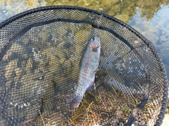 ニジマスの釣果