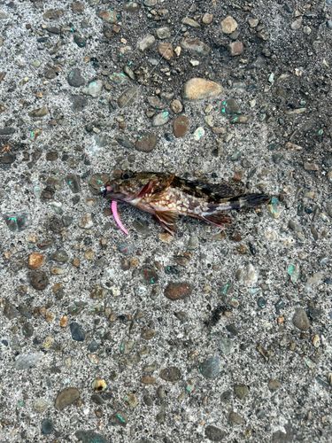 アラカブの釣果