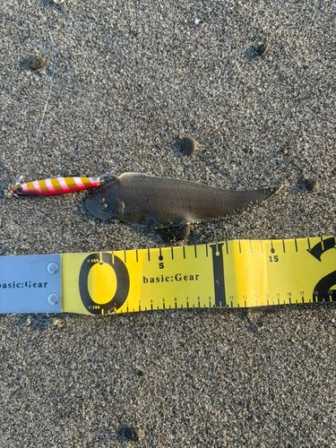 クロウシノシタの釣果