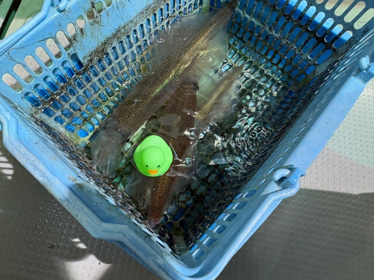 YukiyaKonKonさんの釣果 2枚目の画像