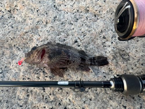 ムラソイの釣果