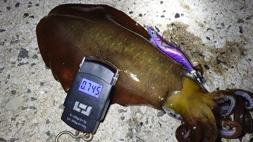 アオリイカの釣果