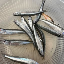 トウゴロウイワシ