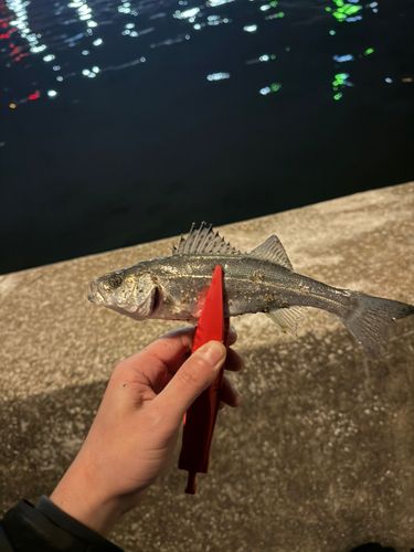 中央埠頭（博多湾）