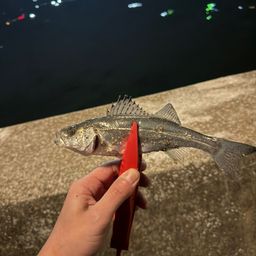 セイゴ（ヒラスズキ）