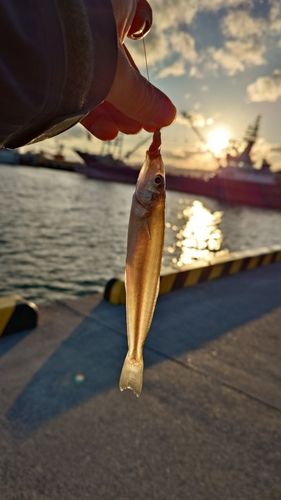 シロギスの釣果