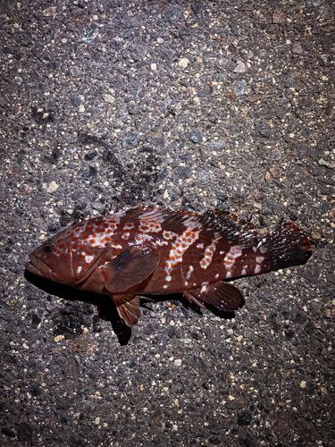 キジハタの釣果