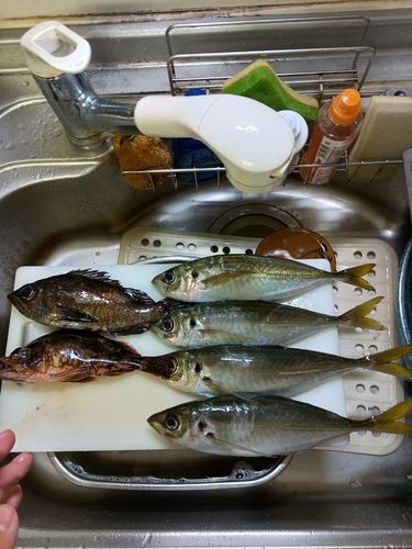 アジの釣果