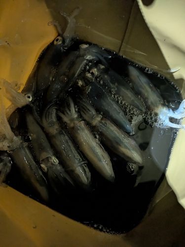 千葉港中央埠頭