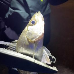 セイゴ（マルスズキ）