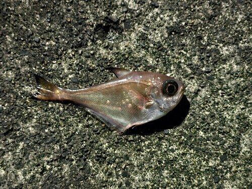 ハタンポの釣果