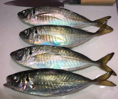 南芦屋浜ベランダ