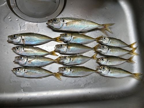 アジの釣果