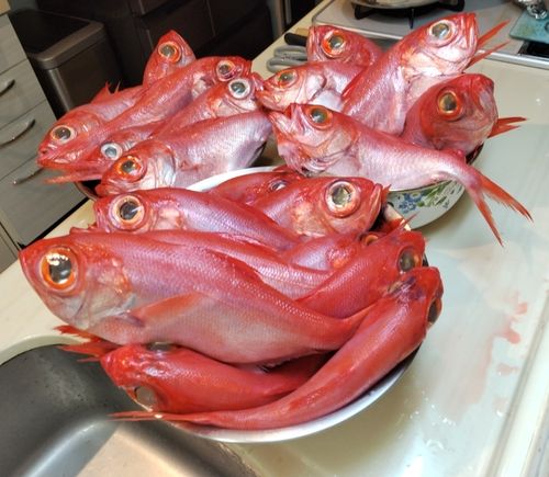 キンメダイの釣果