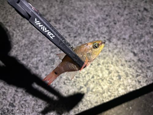 ネンブツダイの釣果