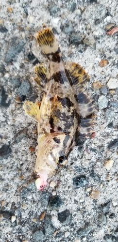 タケノコメバルの釣果