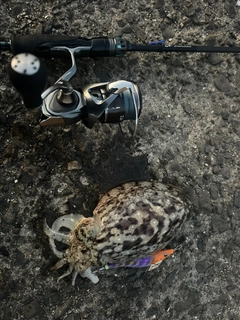 コウイカの釣果