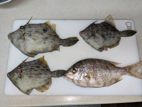 カワハギの釣果