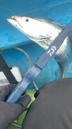タチウオの釣果