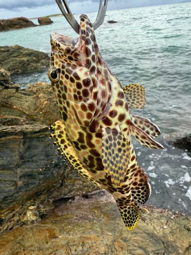 イシミーバイの釣果