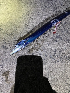 タチウオの釣果