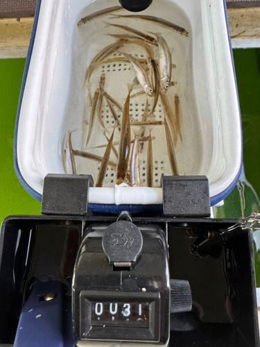 ワカサギの釣果