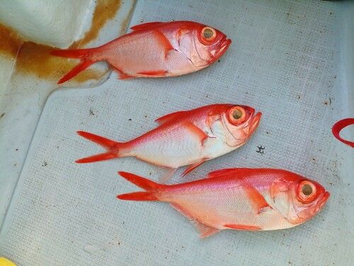 キンメダイの釣果