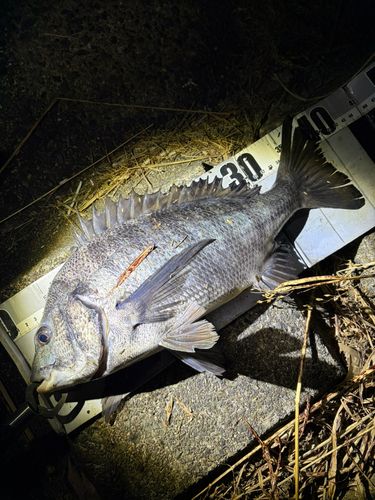 クロダイの釣果
