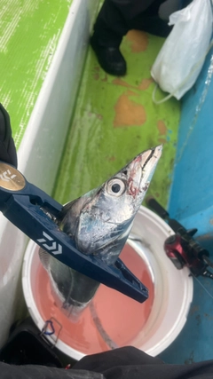 タチウオの釣果